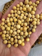 Soybeans - Image 1
