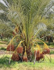 Premium Libyan Degla Dates – Export Quality - Image 1