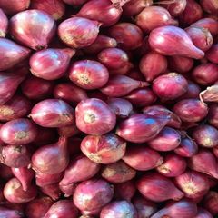 Top Selling -Fresh Onion - Wholesale for Fresh Onion - purple Onion- variety size - competitive price - Image 1