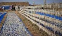 Premium Ribbon Fish from Bangladesh – Fresh Seafood Export Supply - Image 4