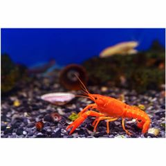 Crayfish/Crawfish / Lobster Crawfish Style Fresh Type Lobster Weight (kg) 5 Packaging Bulk Content LOBSTERS Variety - Image 2