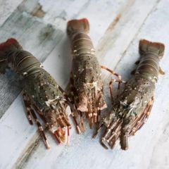 Premium Live Lobsters Fresh Sweet Meat Top Quality Seafood Handpicked for Restaurants Hotels Catering and Export Buyers - Image 2