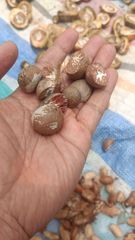 Areca Nut - Image 1