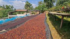 ETHIOPIAN ARABICA ROASTED COFFEE BEAN-Velvety texture, Medium to Dark – product photo 2, product detail gallery