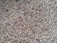Black seeds - Image 1