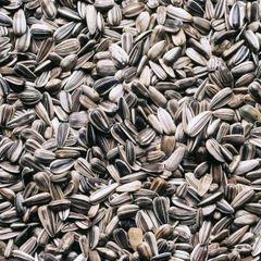 SUNFLOWER SEEDS - Image 2