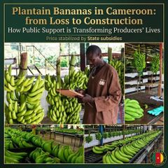 Fresh, and matured premium plantains - Image 3