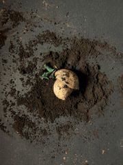 Cocoa - Image 1