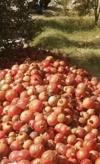 Pomegranate - Image 1