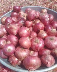 Fresh Organic Onion - Image 2