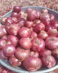 Fresh Organic Onion - Image 1