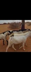 Goats, sheep, - Image 1