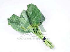 Chinese Kale - Image 1