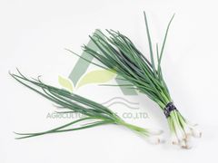 Spring Onion - Image 1