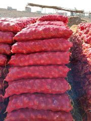 Premium Fresh Egyptian Red Onion for Export – product photo 5, product detail gallery