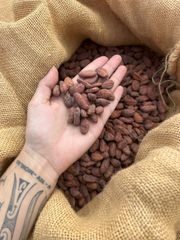 Cocoa Beans/organic cocoa beans on sale in bulk and wholesale origin of africa quality fermented - Image 3