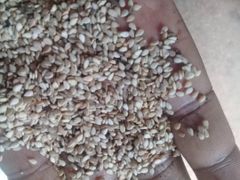 Sesame Seed – product photo 2, product detail gallery