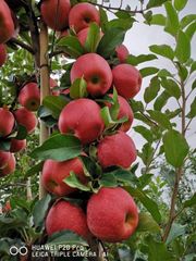 Apple fruit fresh new fresh Apple red delicious with High Sweet Delicious taste red color high amount of vitamin C fresh apple - Image 4