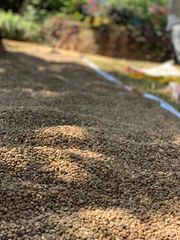 Coffee Beans - Image 1