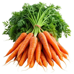 Fresh Carrots Farm Fresh Premium Quality Carrot Supplier Wholesale Bulk Fresh Vegetables - Image 2