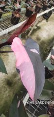 Philodendron Pink Princess Variegated Live Indoor Plants Origin China Feature Evergreen Model NO. PH50710 Properties Nature - Image 5
