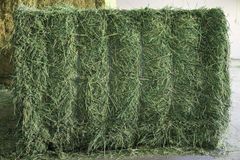 Suppliers High Quality Alfafa Hay for Animal Feeding Stuff Alfalfa / Timothy / Alfalfa Hay for Sale - Image 1