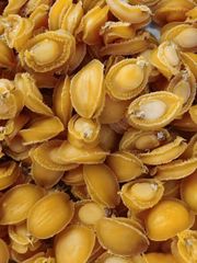 Dried Abalone - Image 1