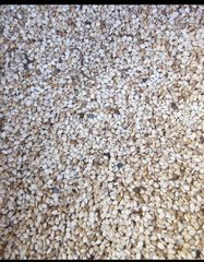sesame seed – product photo 3, product detail gallery