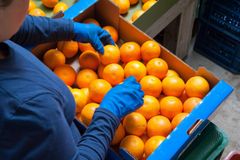 Fresh Oranges from Egypt - Image 2