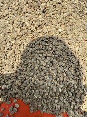 Premium Arabica Green Coffee Beans – product photo 1, product detail gallery