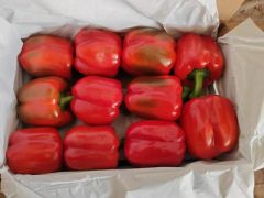 Fresh Bell Pepper in Green Red Yellow Color From China for Export Directly - Image 3