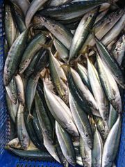 Frozen Sardine - Image 1