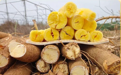 fress Yellow cassava(SC9 Yellow Flesh Cassava) - Image 2