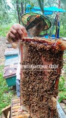 Bulk Natural Honey - Image 4