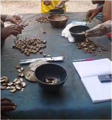 Raw cashew nuts (Anarcadium occidentale) W180 10% defective – product photo 3, product detail gallery