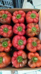 Premium Fresh Mixed Bell Pepper (Red & Yellow) - Export Quality - Image 5
