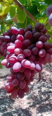 Red Globe Grapes - Image 1