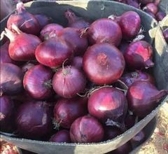 Red onion – product photo 4, product detail gallery