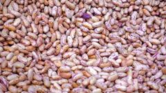 SPECKLED RED BROWN SUGAR BEANS - BULK PREMIUM GRADE - Image 3