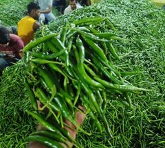 Premium Fresh Green Chilli – Export Quality Fresh Green Chilli from India - Image 1