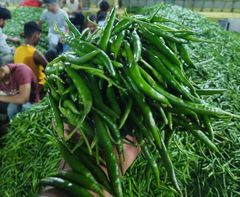 Premium Fresh Green Chilli – Export Quality Fresh Green Chilli from India - Image 2