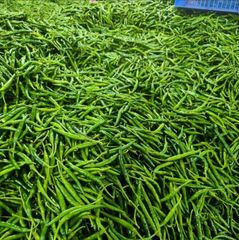Premium Fresh Green Chilli – Export Quality Fresh Green Chilli from India - Image 3