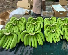 Premium Fresh Banana – Export Quality Fresh Banana from India - Image 2