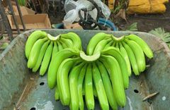 Premium Fresh Banana – Export Quality Fresh Banana from India - Image 1