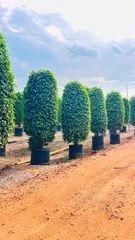 Premium Black Ficus Plant – Landscape Purpose Export Quality from India - Image 1