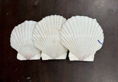 Natural Eco-Friendly Polished Folk Art Scallop Seashells White Yellow Shell Collection for DIY Crafts Home Decor Wedding - Image 5