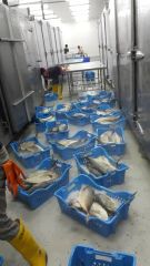Customizable Quick Freezing Equipment for Various Dimensions Condition New Weight 2000 Kg Warranty 1 Year Certification - Image 3