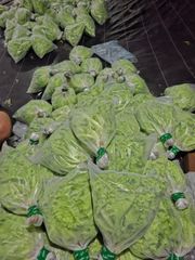 Fresh Hydroponic Green Leaf Lettuce — 100% Pesticide-Free - Image 6