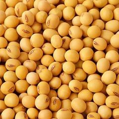 Premium Grade Non-GMO Soybeans Great for Soy Milk and  Organic Non-Certified 2016 - Image 5