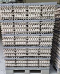 Fresh Class A Chicken/Hen Shell Eggs - Image 4